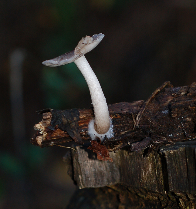Su rametto di latifoglie (cfr. Hydropus sp.)